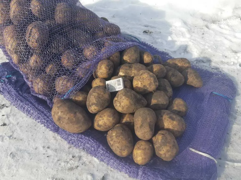 картофель продовольственный - 25р в Кургане и Курганской области