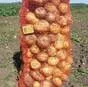 картофель сорт гала, розара - 6р. в Кургане и Курганской области