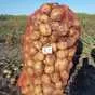 картофель сорт гала, розара - 6р. в Кургане и Курганской области 2