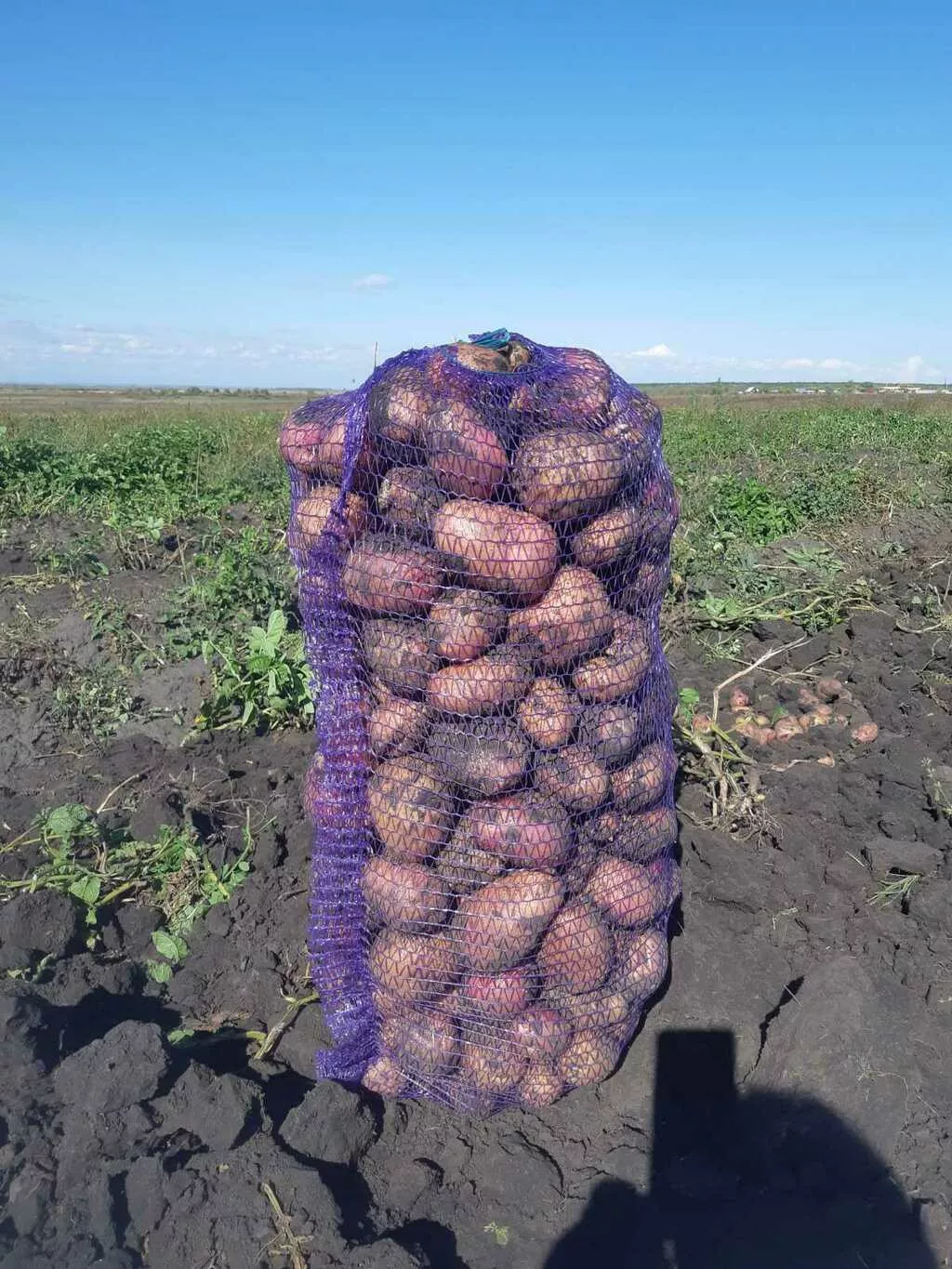 картофель сорт гала, розара - 6р. в Кургане и Курганской области 3