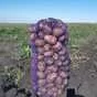 картофель сорт гала, розара - 6р. в Кургане и Курганской области 3