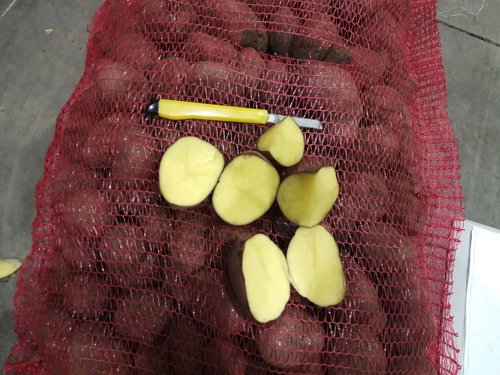 картофель оптом  5+ от производителя 8р. в Кургане